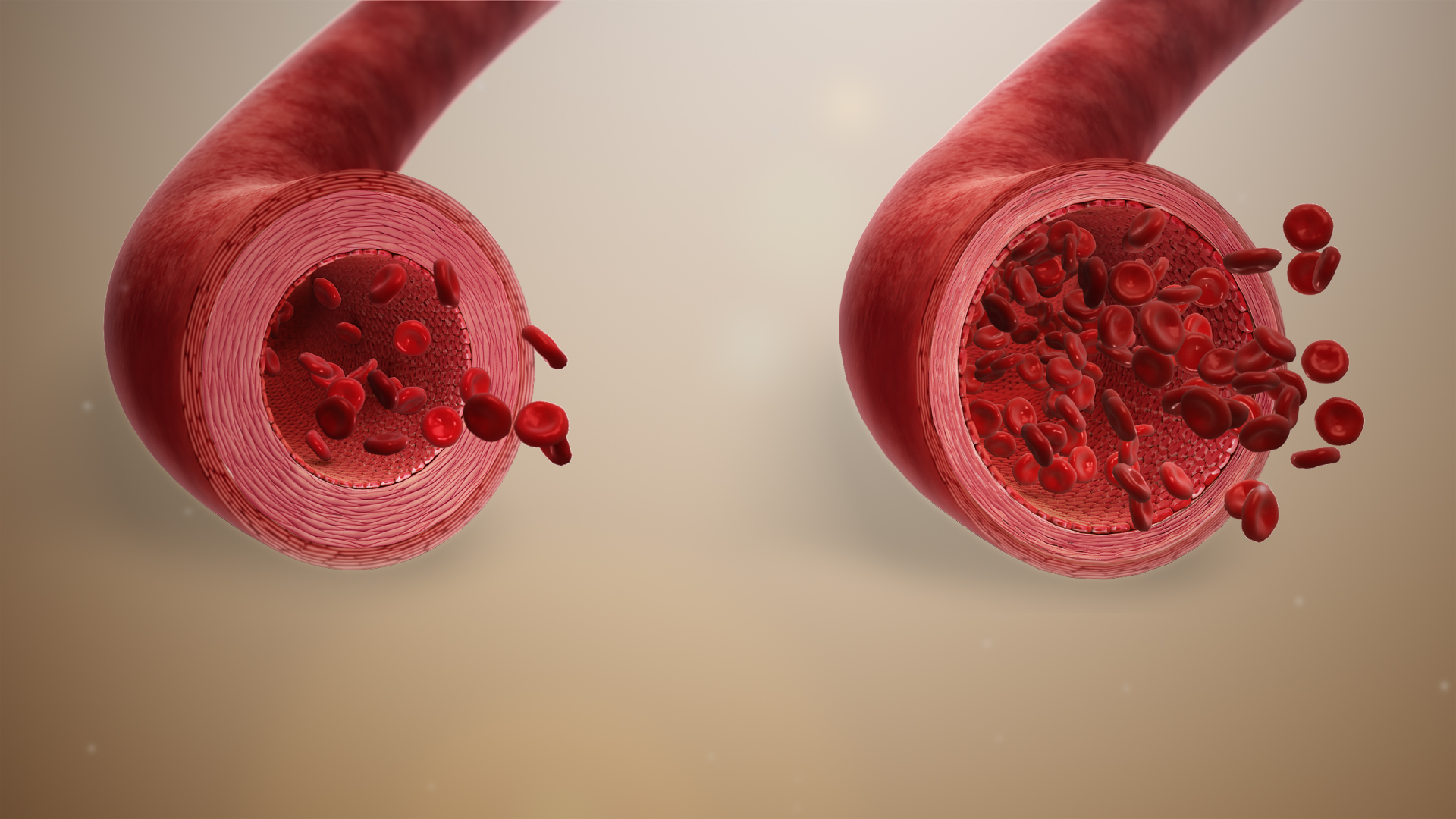 Vasodilation process with widened blood vessels increasing blood flow and circulation.